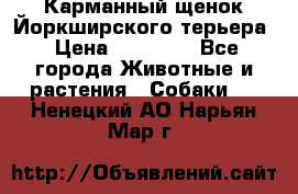 Карманный щенок Йоркширского терьера › Цена ­ 30 000 - Все города Животные и растения » Собаки   . Ненецкий АО,Нарьян-Мар г.